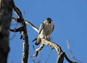 Peregrine Prints: A peregrine falcon Falco peregrinus perches in a tree in Canada after eating a bird it caught