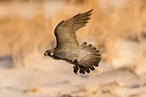 Diurnal Prints: Peregrine Falcon in flight at dawn on the beach with prey in its talons