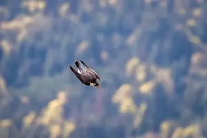 Gliding Prints: A peregrine falcon in mid-air dive at Mount Maxwell, Salt Spring Island, BC Canada