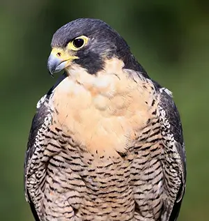 Peregrine Falcon Prints: Peregrine falcon portrait with green background, Montreal, Canada