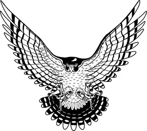 Peregrine Prints: Peregrine Falcon Vector Illustration