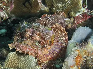 Scorpaenidae Prints: A perfectly camouflaged Papuan scorpionfish (Scorpaenopsis papuensis) among textured corals underwater