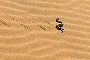 Namib Prints: Peringueys desert adder