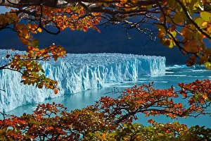 Patagonia Prints: Perito Moreno Glacier, and lenga trees in autumn