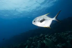 Animal Portrait Prints: A Permit (Trachinotus falcatus) swimming over a shallow reef