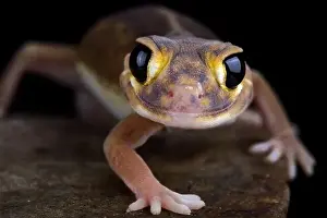 Knobtail Gecko Prints: Pernatty knob-tailed gecko (Nephrurus deleani)