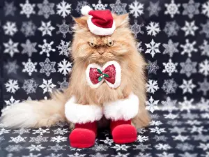Sleepy Prints: Persian cat in Santa Costume for Christmas