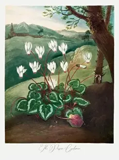 Blotch Prints: The Persian Cyclamen. Antique Victorian Flower painting