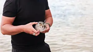 Ocean Beach Prints: A person examines a fascinating pufferfish near the water on Socotra