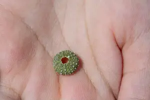Echinoderm Prints: Person is holding a green sea urchin shell in the palm of their hand