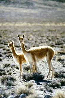 Vintage Travel Prints: Peru. vicuna