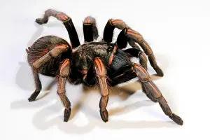 Venomous Prints: Peruvian Blonde tarantula (Lasiodora polycuspulatus), cut-out
