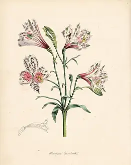 Miss Prints: Peruvian lily or Errembault's alstroemeria, Alstroemeria errembaultii