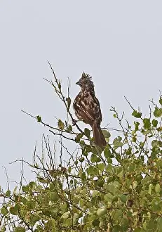 Passerine Prints: Peruvian Plantcutter (Phytotoma raimondii) adult female perched on top of bush Rafan