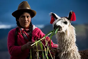 Lama Prints: Peruvian woman in traditional clothing with llama in Cuzco, Peru