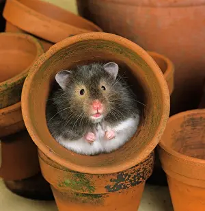 Cuddle Prints: Pet Hamster In Flower Pot