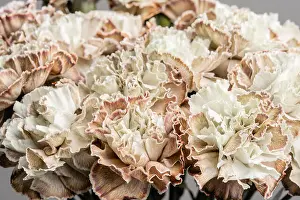 Dyed Prints: Petal of beige dyed Carnation, flower background