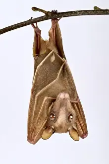 Rwanda Prints: Peters's dwarf epauletted fruit bat (Micropteropus pusillus)