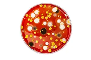 Microorganism Prints: Petri dish with mixed of bacteria colonies