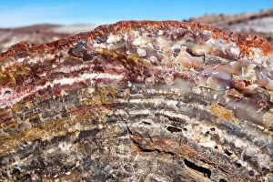 Petrified Forest National Park Prints: Petrified Forest National Park