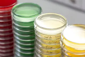 Blue Bottle Prints: Petry dishes on laboratory table