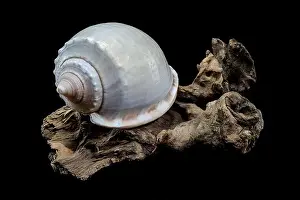 Driftwood Prints: Phalium glaucum shell on driftwood black background
