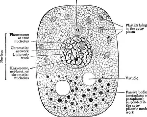 Cytoplasm Prints: Pharmaceutical botany. Botany; Botany