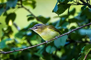 Song Birds Prints: the Philadelphia Vireo hangs from the branches to chase away insects