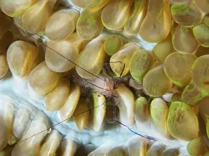 Sheer Prints: A Philippine bubble coral shrimp (Palaemonella philippinensis) on a bubble coral