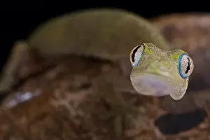 Lizards Prints: Philippine false gecko (Pseudogekko compresicorpus)
