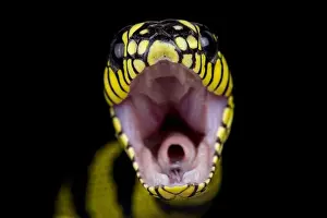 Venomous Prints: Philippine gold ringed snake (Boiga dendrophila latifasciata)