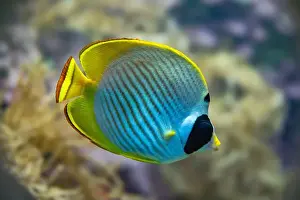Anthozoa Prints: Philippine - or Panda Butterflyfish (Chaetodon adiergastos), Philippines, Asia