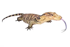 The Philippine water monitor (Varanus cumingi) is found in the southern Philippines