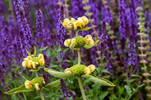 Flowerbed Prints: Phlomis russeliana Jerusalem Sage flower and blue Salvia nemorosa