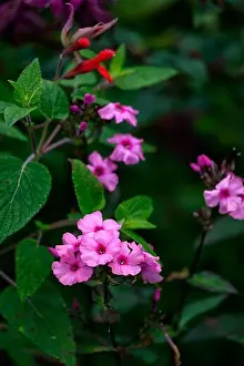 Rm Floral Prints: phlox paniculata bright eyes, pink and purple flower