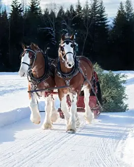 Sleigh Prints: A photo of two clydesdale horses pulling a sleigh with a Christmas tree behind it through the snow