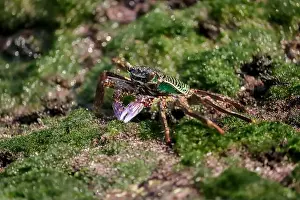 Claw Prints: Photo of the Crab on rock, eating food, Ocean sound