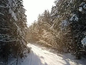 Coniferous Tree Prints: photo from a flying drone, a small planet and a winter landscape