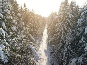 Coniferous Tree Prints: photo from a flying drone, a small planet and a winter landscape