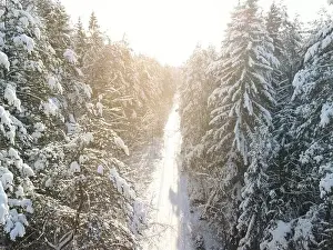 Coniferous Tree Prints: photo from a flying drone, a small planet and a winter landscape