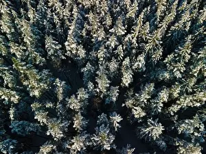 photo from a flying drone, a small planet and a winter landscape, pines and spruces are covered with snow