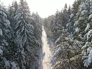 Coniferous Tree Prints: photo from a flying drone, a small planet and a winter landscape