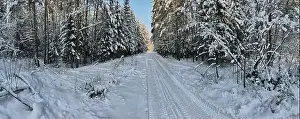 Coniferous Tree Prints: photo from a flying drone, a small planet and a winter landscape