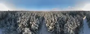 Coniferous Tree Prints: photo from a flying drone, a small planet and a winter landscape