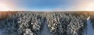 Coniferous Tree Prints: photo from a flying drone, a small planet and a winter landscape