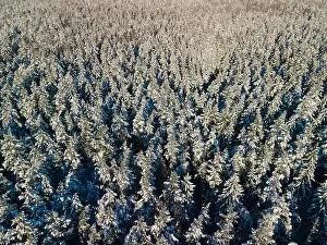 Coniferous Tree Prints: photo from a flying drone, a small planet and a winter landscape