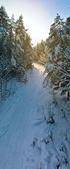 Coniferous Tree Prints: photo from a flying drone, a small planet and a winter landscape