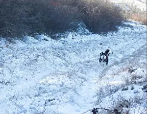 Harness Prints: photo of hasky in snow