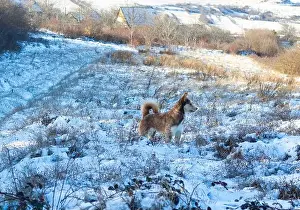 Harness Prints: photo of hasky in snow