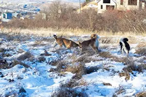 Harness Prints: photo of hasky in snow